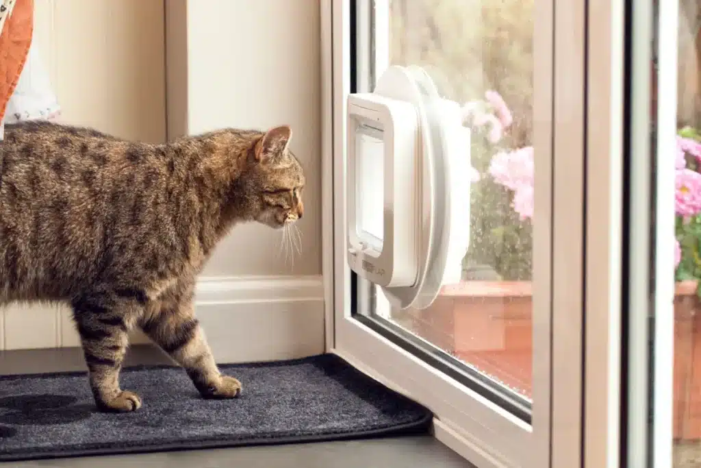 cat door in glass door