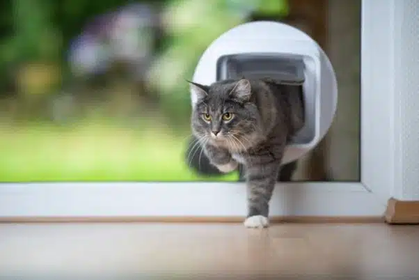 cat walking through pet door in glass door