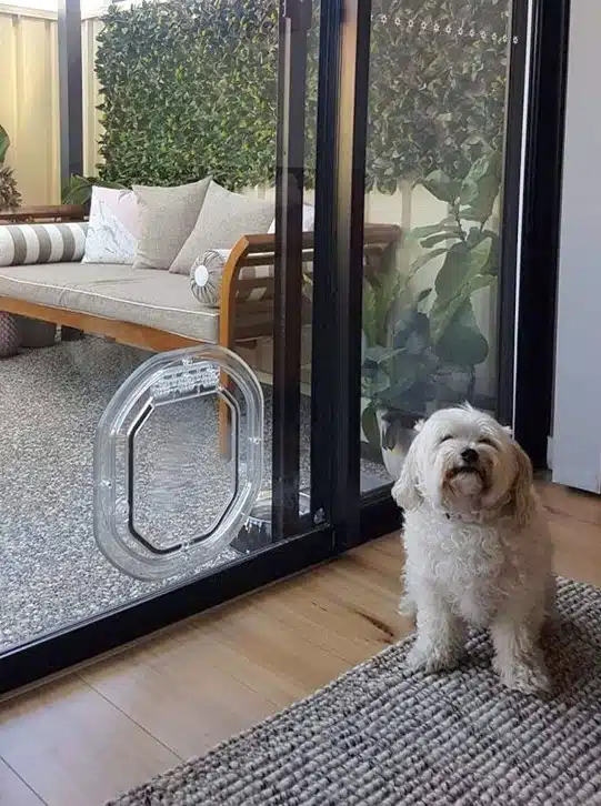 dog door in glass